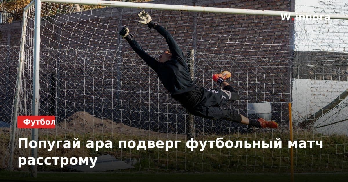 Попугай ара подверг футбольный матч расстрому
