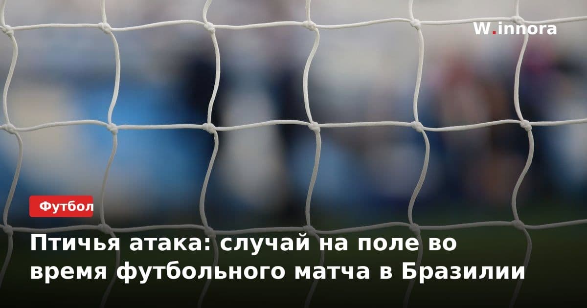 Птичья атака: случай на поле во время футбольного матча в Бразилии